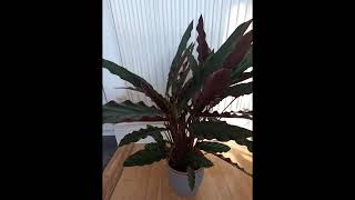 Calathea Elgergrass  watch it move  Timelapse  walkxtravel [upl. by Godard]