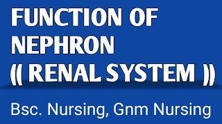 FUNCTION OF NEPHRON  KIDNEYS Urinary System Renal System [upl. by Ennobe]