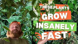 Eleven Fast Growing Indoor Plants  Easiest  Fastest Growing Houseplants [upl. by Chilton506]