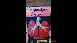 Respiratory SystemModel on Respiratory SystemStepup [upl. by Lednar]