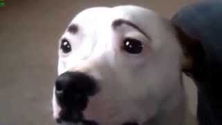 Funny Dogs With Eyebrows [upl. by Cappello]