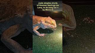 Just Eat It  Larry 💓 alyankovic funnyanimals beardeddragon cute Reptiles trending [upl. by Idnek]