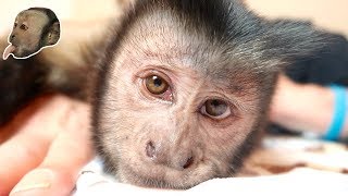 SWEET Pet Monkey Loving amp Grooming His Human [upl. by Trudey]