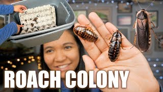 MY SELF CLEANiNG DUBiA ROACH COLONY BiN SETUP [upl. by Afrika]