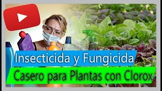 Cómo hacer Insecticida y Fungicida casero para Plantas  Usos del Clorox en el cultivo [upl. by Levin651]