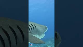 Tiger Shark stare shark sharks sharkweek sealife ocean explore Tiger Beach [upl. by Schlessinger]