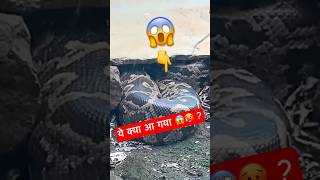 ये क्या आ गया 😱🥵  अजगर  Python  Wild Animals  Man vs Wild shorts shortvideo trending yt [upl. by Harias]