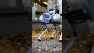 Robot dogs master realworld challenges through AI training [upl. by Anear218]