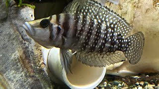 Breeding Altolamprologus calvus and raising babies [upl. by Llirrehs]