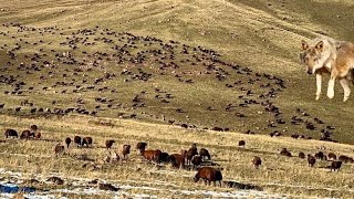 KURT SÜRÜYE DALDI—AYI GECE SÜRÜYE GELDİ —AYILARLA KÖPEKLERİN GECE MÜCADELESİ [upl. by Kale909]