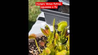 Hungry Venus Flytrap squeezes and eats fly juice [upl. by Chari]