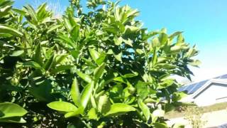 Orange Tree Leaves Turning Yellow and Falling Off Mesa AZ 480 969 8808 Warners Tree Surgery [upl. by Necaj]