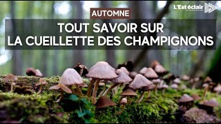 Tout savoir sur la cueillette des champignons grâce aux conseils dun expert [upl. by Raffaello743]