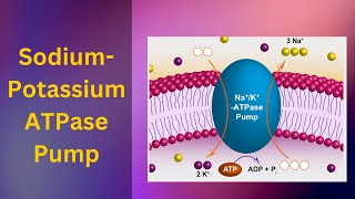 Sodium potassium pump How The Sodiumpotassium Pump Works active Transport [upl. by Dibru]