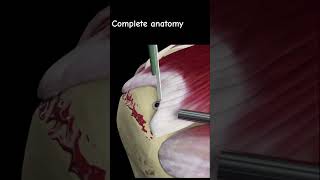 Anatomy in 3d viralshorts shorts ytshorts anatomy aiims nursing CompleteAnatomyElsevier [upl. by Eph984]