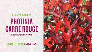 Photinia Carre Rouge  Red Robin Shrub [upl. by Shandeigh14]