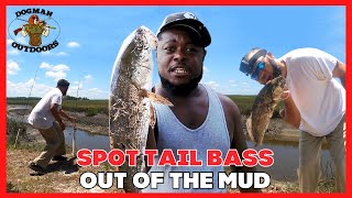 Spot Tail bass fishing out of the mud in Sunbury Georgia [upl. by Ardnek]