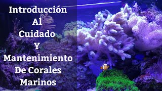 🔵 Introducción Al Cuidado Y Mantenimiento De Corales Marinos Acuarios MB [upl. by Kin]