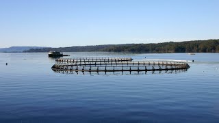 Feud errupts over endangered salmon in Tasmania [upl. by Garfinkel607]