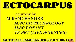 Ectocarpus life cycle for english medium [upl. by Helse806]