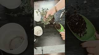 Making a plant moms life easierSelf watering pots houseplants indoorplants houseplantclub [upl. by Madelene]