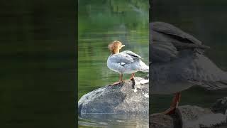 Mergansers Quick Getaway shorts wildlife nature adventure canoe camping birds relaxing [upl. by Bricker785]