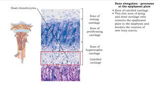 Cartilage And Its Types  NMDCAT 2023  Hyaline Fibrous and Elastic Cartilage [upl. by Kcirrek]