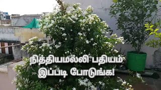 நித்தியமல்லி பதியம் இந்த முறையில் போடுங்க  Nithyamalli Propagation By Cutting  Gardening [upl. by Toscano]