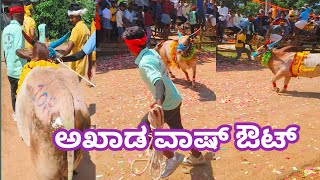 ಭೋಗಿ ಟೈಗರ್ bhogi tiger hori habba [upl. by Narot241]