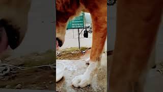 Main hoona na 🐶 subscribe [upl. by Pazia]