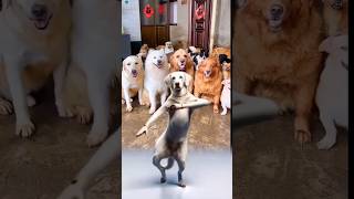 Cat funny dance cute cat dance shorts video [upl. by Behlau64]