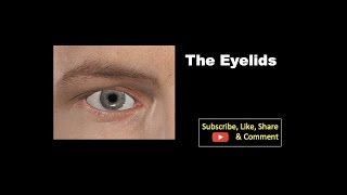 The eyelids Anatomy mbbs education bds headandneckanatomy eyelid [upl. by Auhsot672]