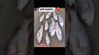 Malvani fish YogeshDindeVlogs999 malvan malvanbeach malvani viralshort viralreels shorts [upl. by Hsitirb889]