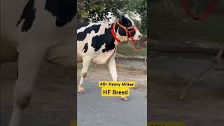 💎Heavy Milker Cow 30Milk Capacityshorts viraltrending [upl. by Adnylem31]