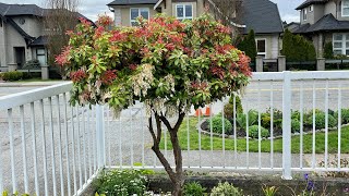 Pieris Japonica In Blooms  April 30 2023 [upl. by Yeknarf]