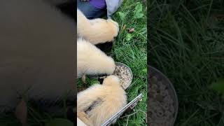 Releasing Rescued Skunks into the Wild [upl. by Esila]