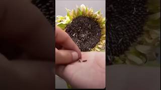 Grow Sunflowers FAST 🌻 Seed to Sprout in DAYS 🌱 GardeningTips SunflowerMagic Seeds [upl. by Christiane]