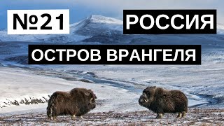 21 Остров Врангеля Россия [upl. by Cathi]