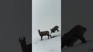 cuccioli di camoscio e linverno del Trentino alto adige [upl. by Hazel432]