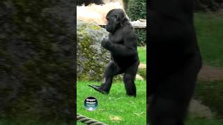 Gorillas Funny Upright Walk in the Rain funny weather [upl. by Aneerol]