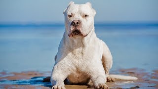 The Amazing Dogo Argentino  Facts About This Powerful and Beautiful Dog [upl. by Danie]