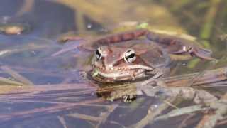 Wood Frog calling [upl. by Musetta]