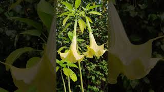 Engelstrompete Brugmansia [upl. by Htaeh]