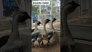 Lion Head Goose indukan shorts angsaya lionhead goose aviary djuarafarm [upl. by Weksler]