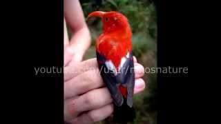 Hawaiian rainforest NATIVE bird song 22 minutes of relaxation [upl. by Eberle]