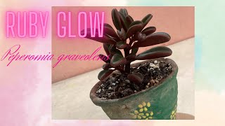 Peperomia Graveolens “Ruby glow”🌱☘️☘️ [upl. by Berger]