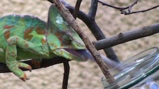 Jemen Chameleon eating huge crickets  Zoo Leipzig  Chamäleon frisst Heuschrecken [upl. by Puri775]