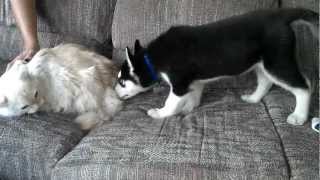 Cat has a hissy fit over Puppy [upl. by Nahama]