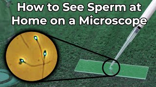 How to See Sperm at Home Under a Microscope [upl. by Leverett]