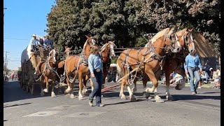 2023 Pendleton Round Up Rodeo Wagons Ho Parade [upl. by Joly]